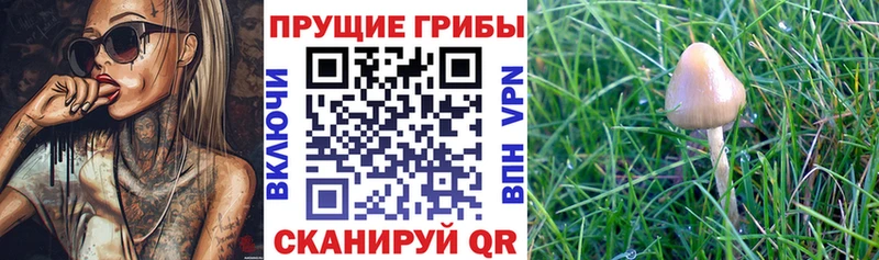 Галлюциногенные грибы Psilocybe закладки Холм